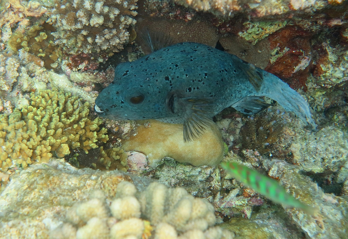 IMG_1393rf_Maldives_Madoogali_House reef_Tetrodon.jpg